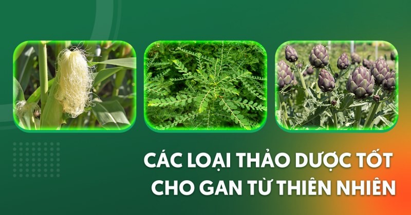 thảo dược tốt cho gan