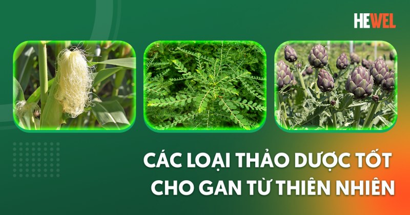 16 loại thảo dược tốt cho gan từ thiên nhiên và dễ sử dụng