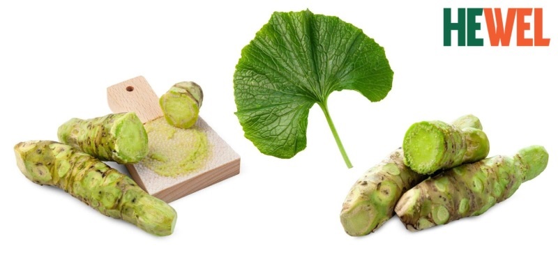 wasabia thảo dược tốt cho gan