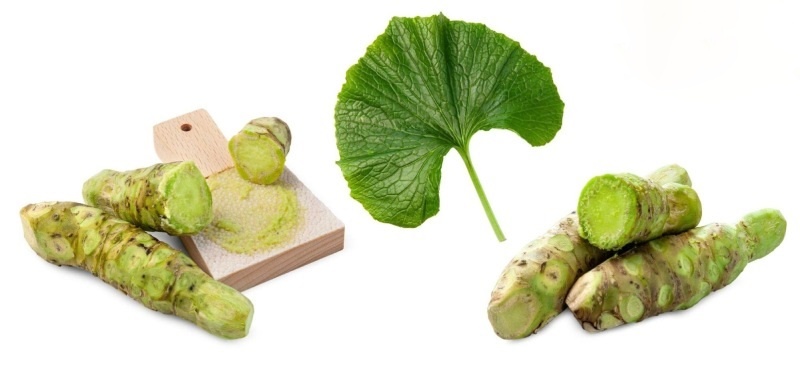 wasabia tốt cho gan