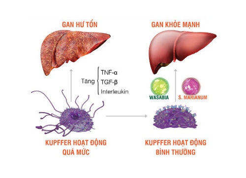 HEWEL – Kiểm soát tế bào Kupffer, chủ động chống độc và bảo vệ gan