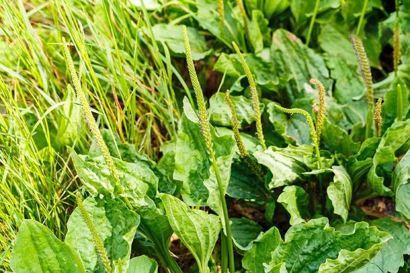 cây mã đề mát gan