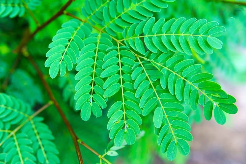 diệp hạ châu trị bệnh gan