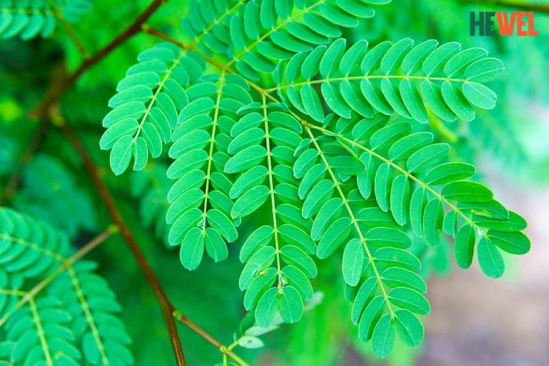 Những cây thuốc nam chữa bệnh gan hiệu quả