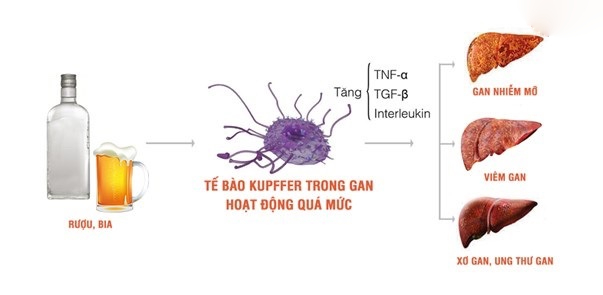 Tác hại của rượu bia như thế nào?