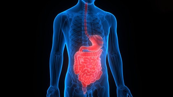 cấu tạo hệ tiêu hóa