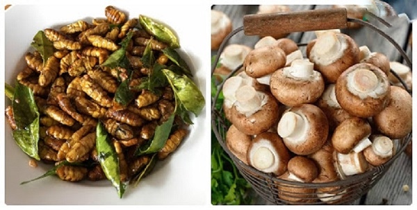 nhộng tầm và nấm hương