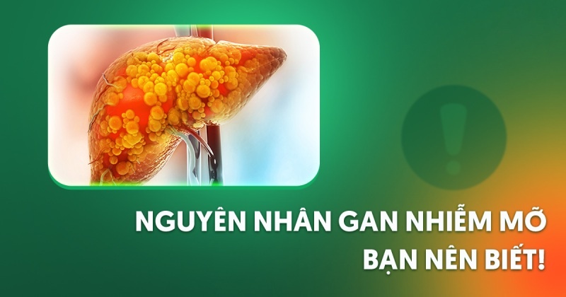 nguyên nhân gan nhiễm mỡ