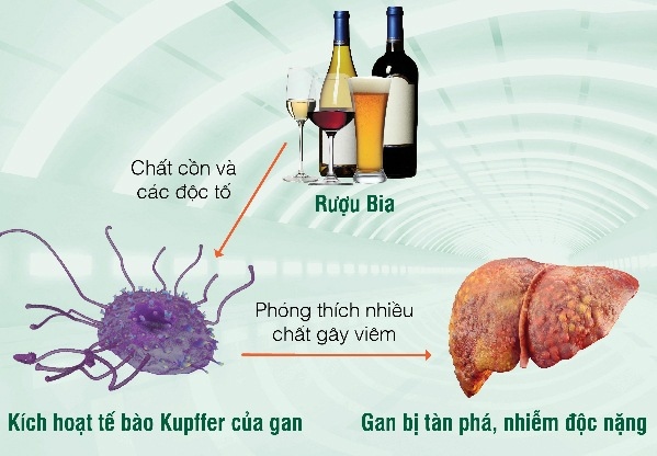 thói quen uống bia rượu gây hại gan