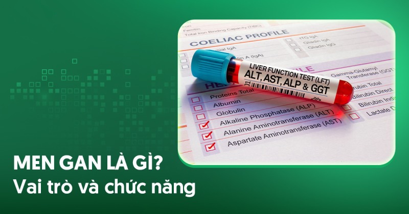 Men gan là gì? Vai trò và chức năng, phương pháp chẩn đoán