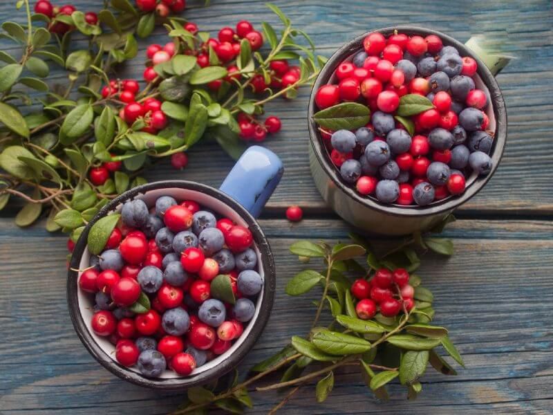 việt quất tốt cho gan