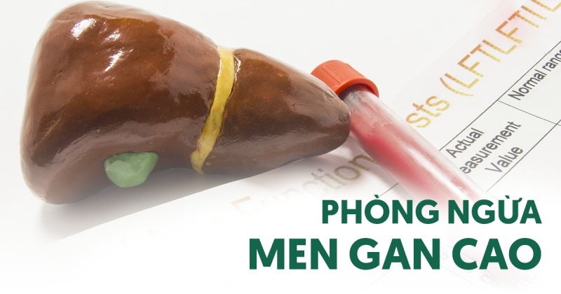 phòng ngừa men gan cao