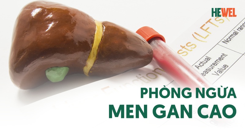 8 cách phòng ngừa men gan cao hiệu quả, an toàn bạn nên lưu ngay