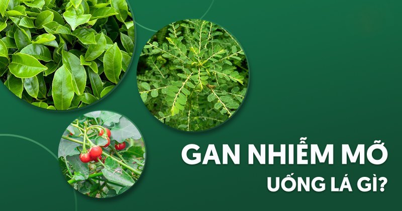 gan nhiễm mỡ uống lá gì