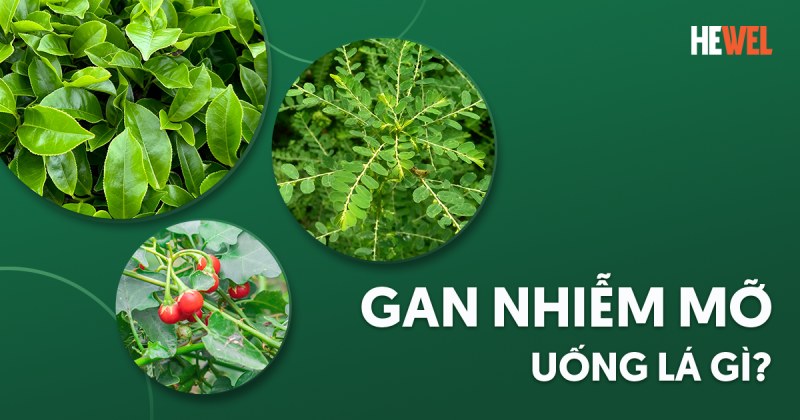 Mắc bệnh gan nhiễm mỡ uống lá gì tốt để cải thiện tình trạng?