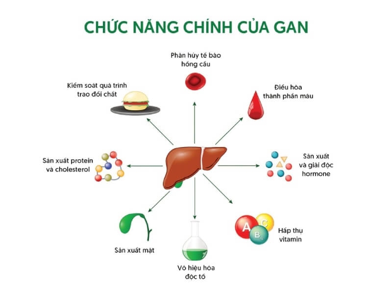 chức năng của gan
