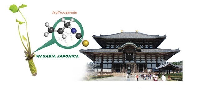 tinh chất Wasabia Japonica