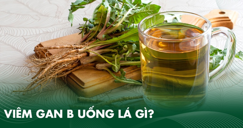 Viêm gan B uống lá gì? 11 loại thảo dược hỗ trợ gan hiệu quả