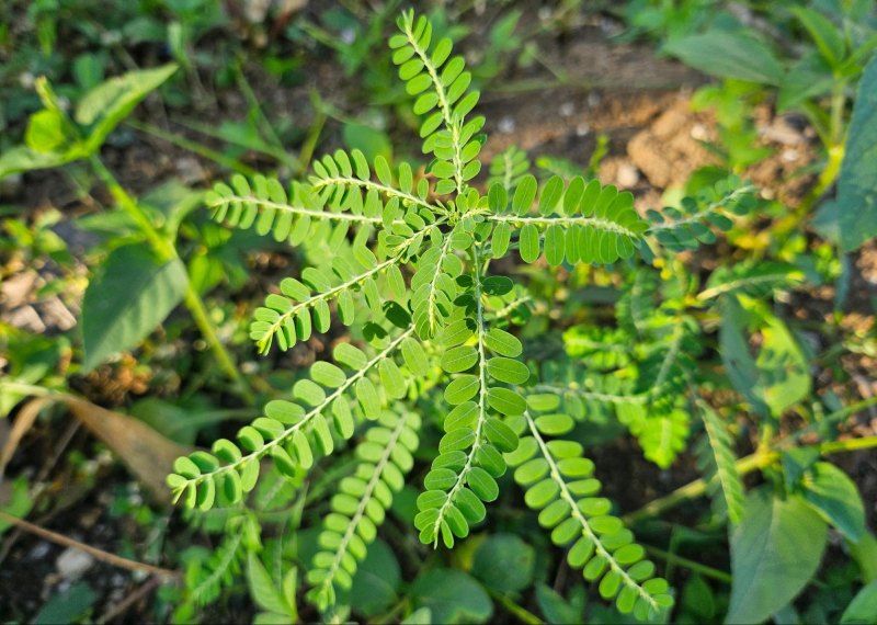 cây chó đẻ kết hợp thảo dược khác