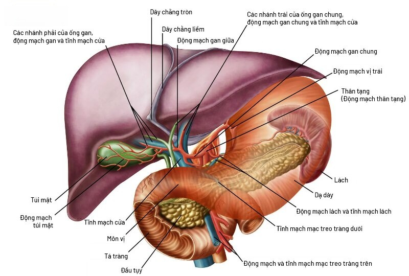 cấu trúc động mạch gan