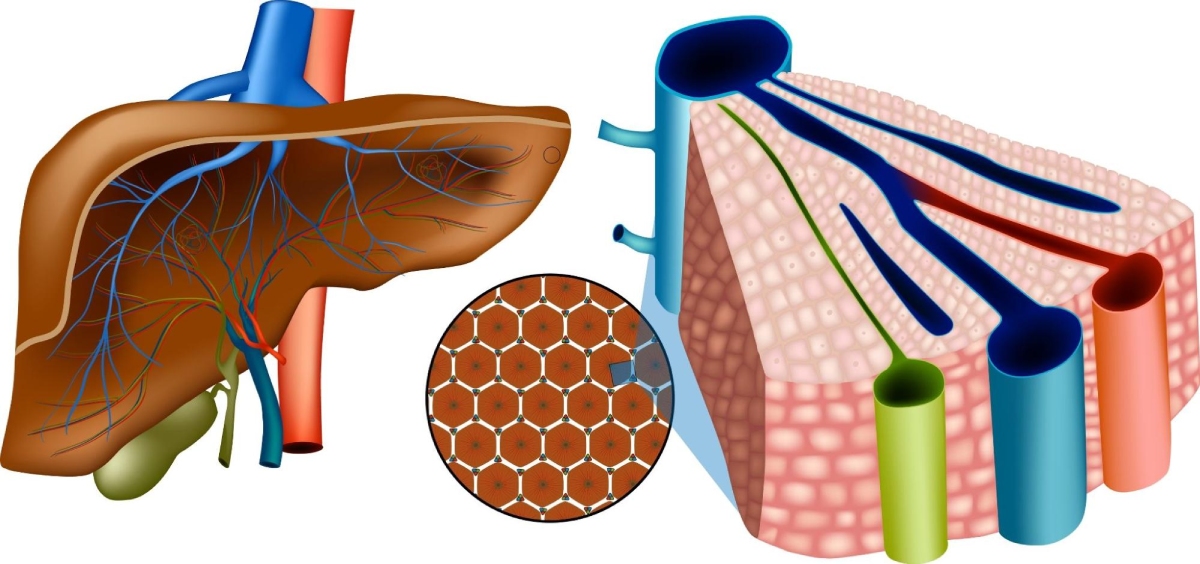 cấu trúc tiểu thùy gan