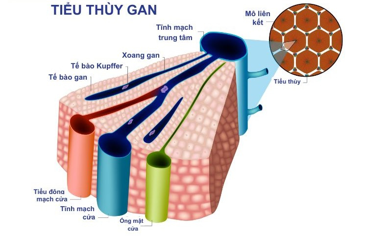 cấu trúc tiểu thùy gan