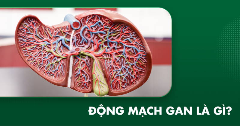 Động mạch gan: Giải phẫu, chức năng và các biến thể