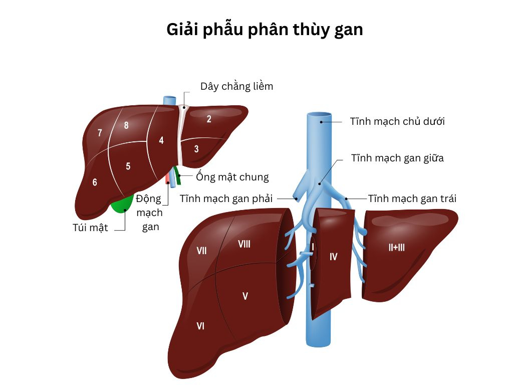giải phẫu phân thùy gan