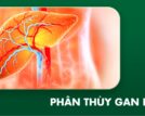 Phân thùy gan là gì? Cách phân chia gan trong giải phẫu học