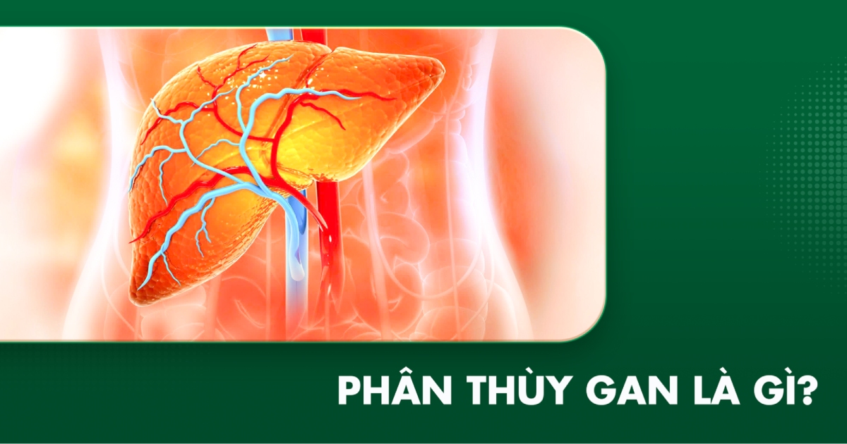 phân thùy gan