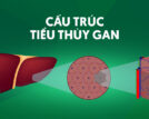 Cấu trúc tiểu thùy gan và chức năng liên quan