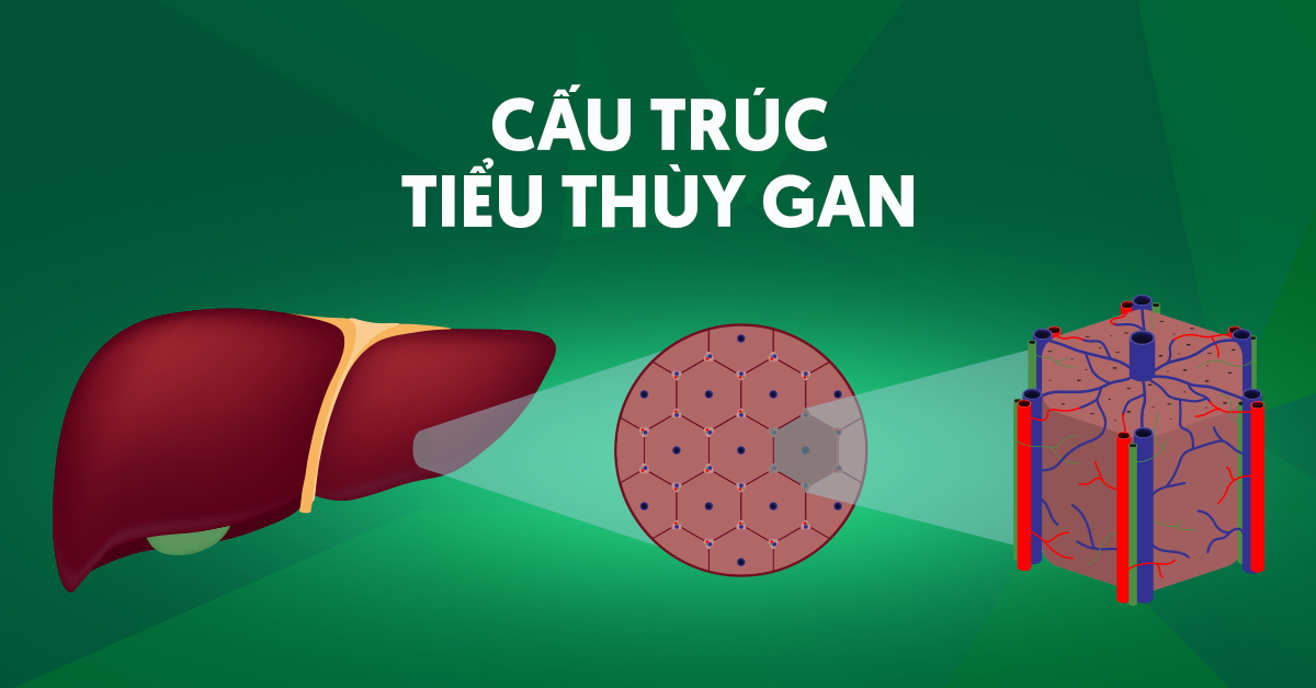 Cấu trúc tiểu thùy gan và chức năng liên quan