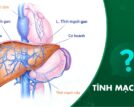 Tĩnh mạch gan: Giải phẫu và vai trò