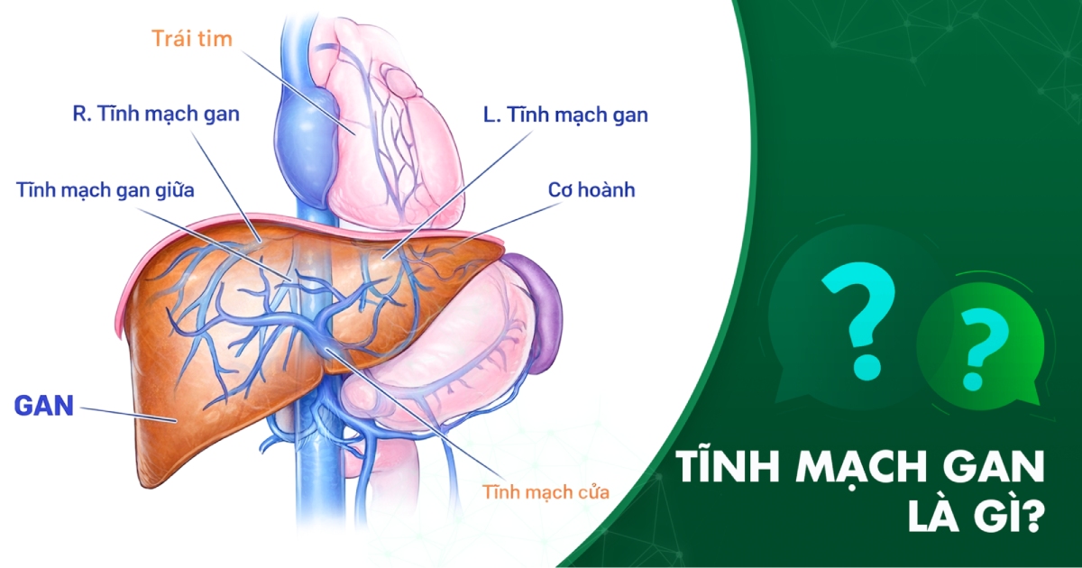 Tĩnh mạch gan: Giải phẫu và vai trò