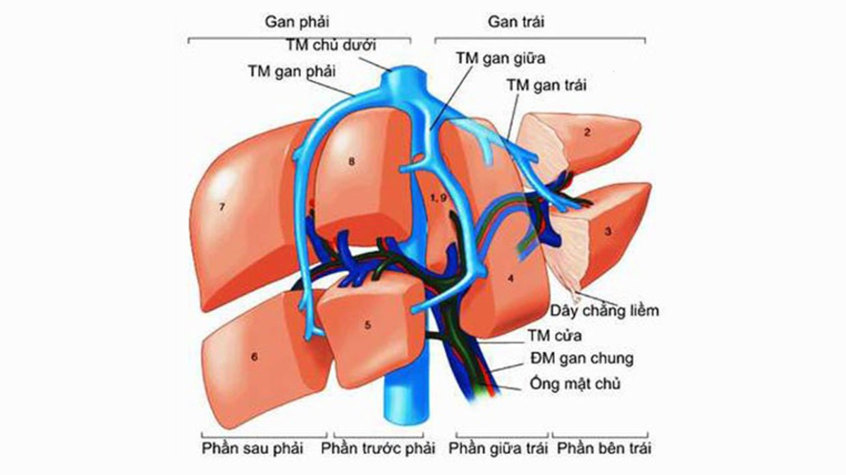 động mạch gan chung giúp cung cấp máu