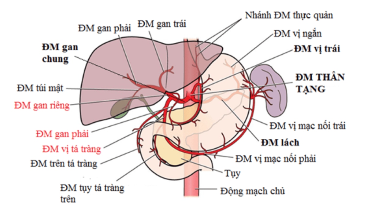động mạch gan chính thức
