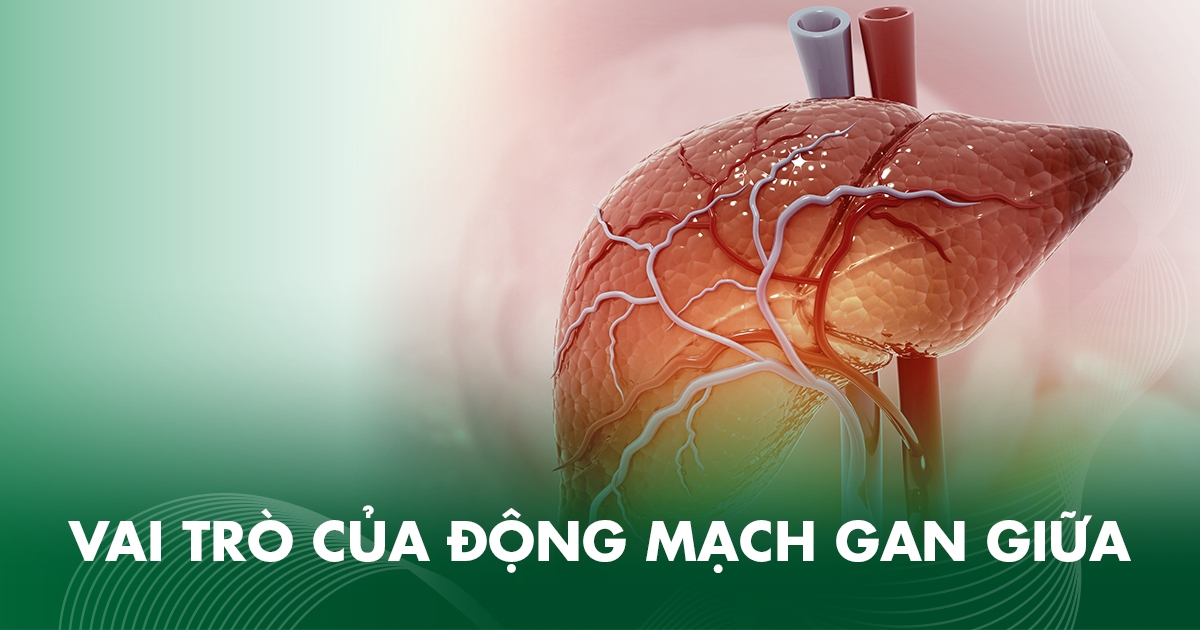 Vai trò của động mạch gan giữa là gì?