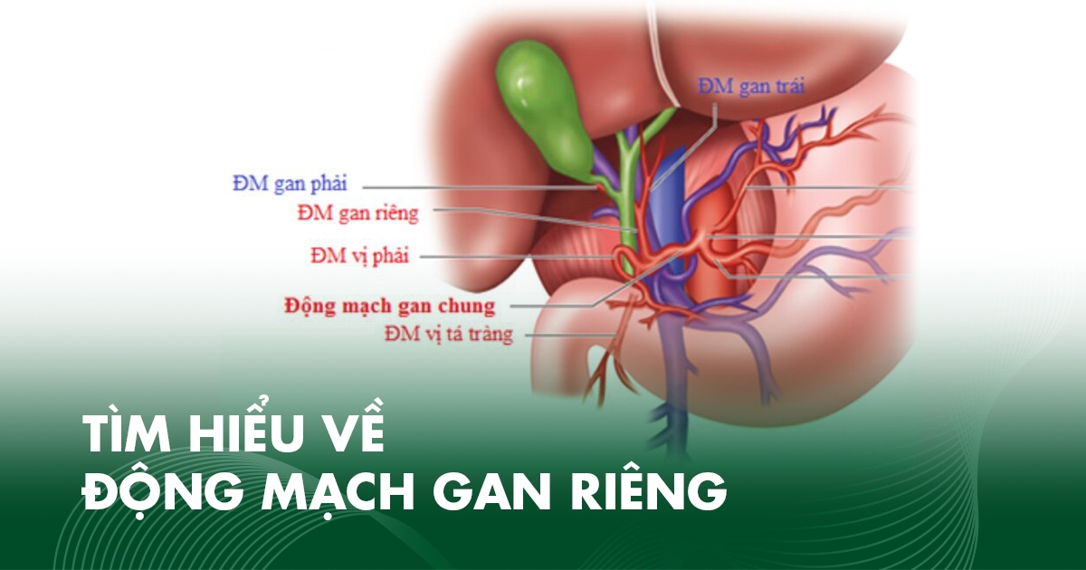 Tìm hiểu về động mạch gan riêng: Vị trí và cấu trúc