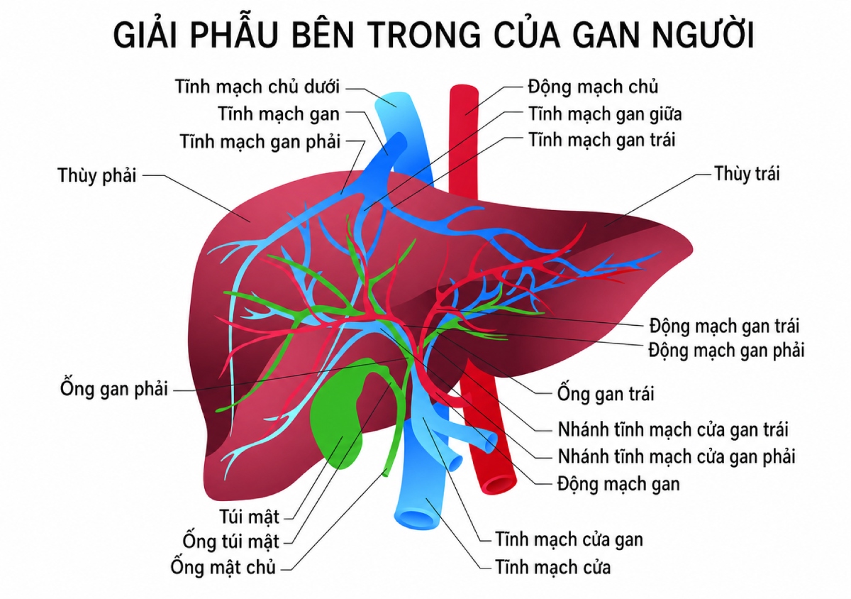 giải phẫu động mạch gan giữa
