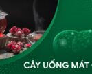 11 loại cây uống mát gan phổ biến, giúp giảm nóng trong