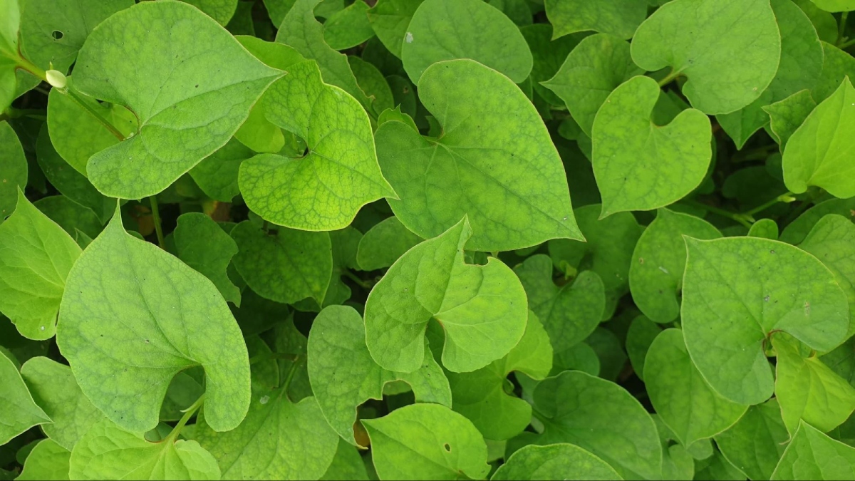 diệp cá hỗ trợ thanh nhiệt